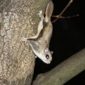 Meet your Posher, Annette